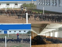 Открытие первой в России фермы по разведению испанских коз 